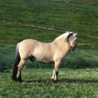 Fjord Pony