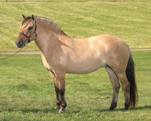 Fjord Pony