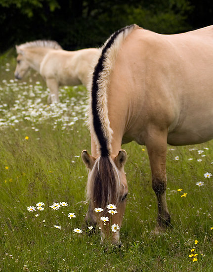 Fjord Pony Mane Hearts