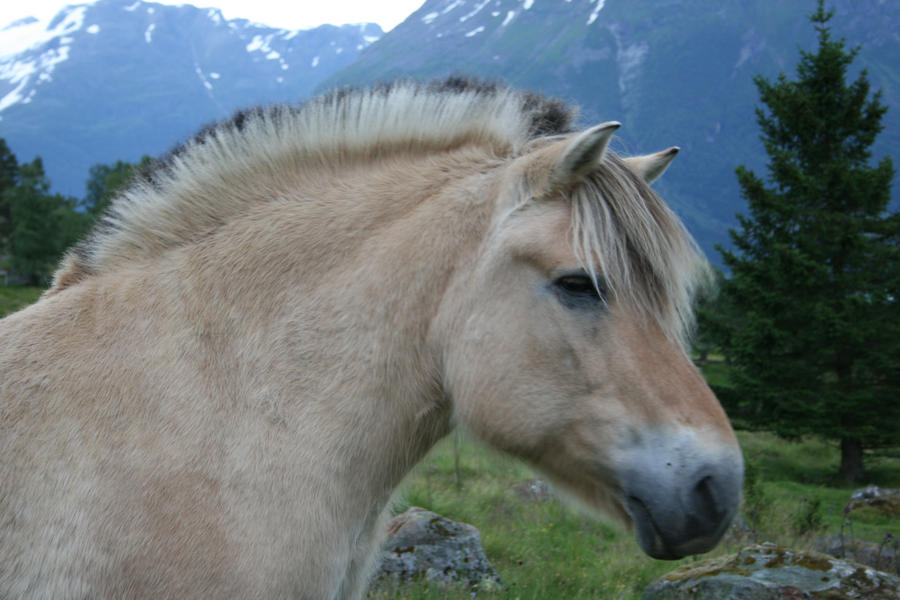 Fjord Pony Names
