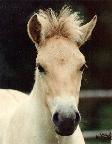 Fjordenpaard