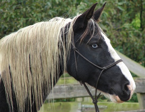 Fjordenpaard Te Koop