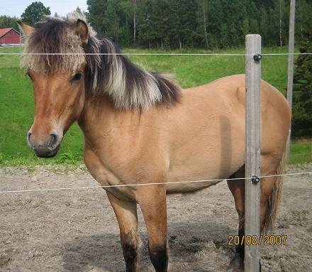 Fjording Hest