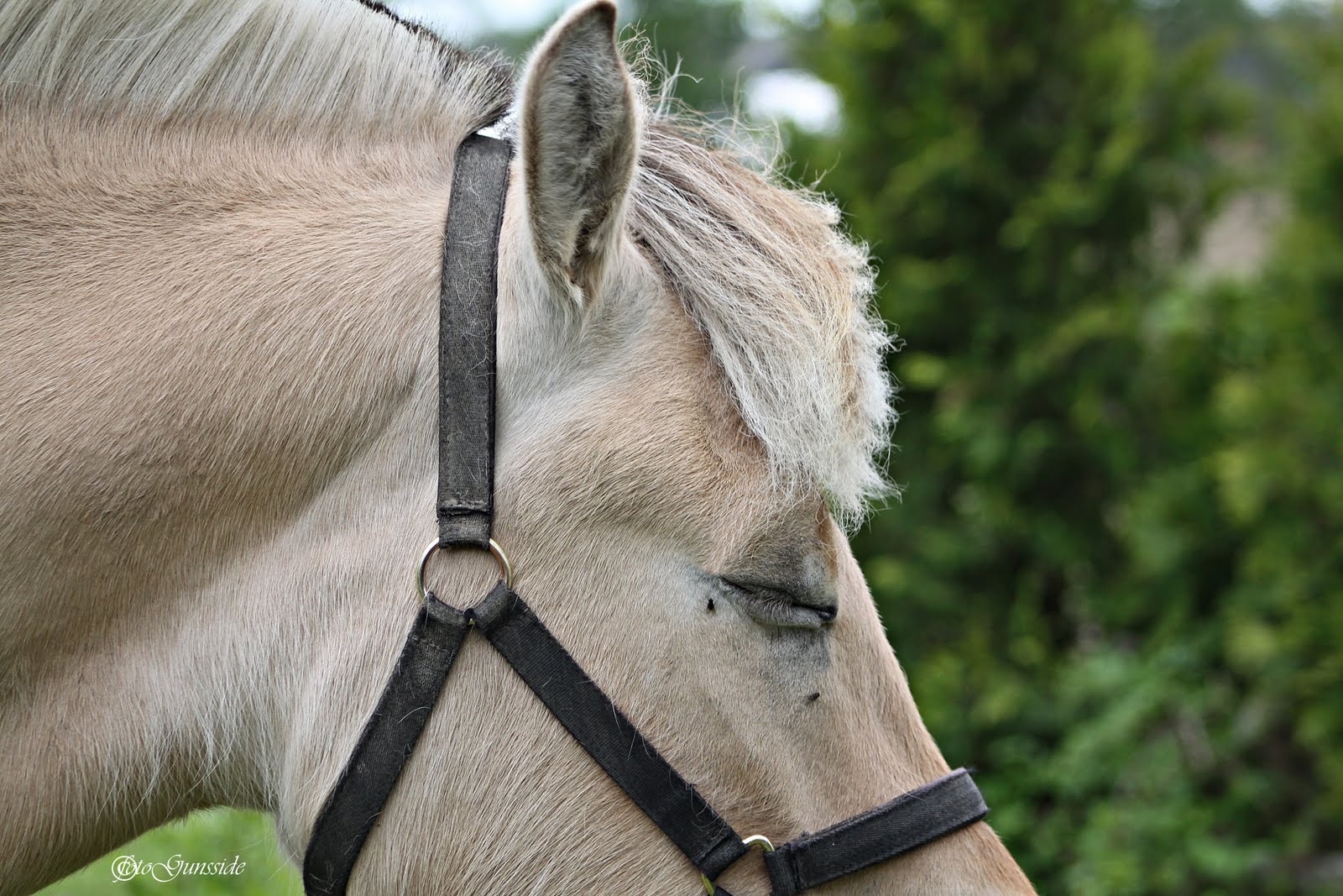 Fjording Hest