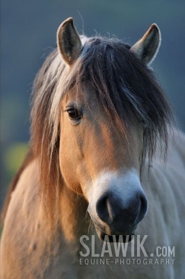 Fjording Horse