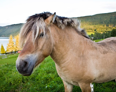 Fjording Horse