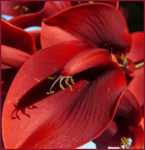 Flor De Ceibo