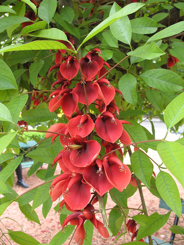 Flor De Ceibo