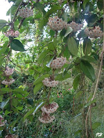 Flor De Cera Como Cuidar