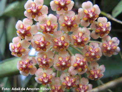 Flor De Cera Como Cuidar