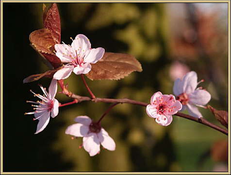 Flor De Cerejeira Significado