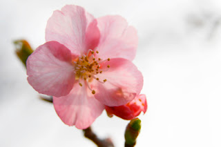 Flor De Cerezo