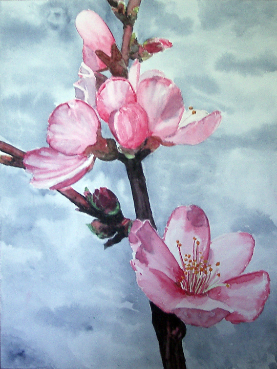 Flor De Cerezo Pintura