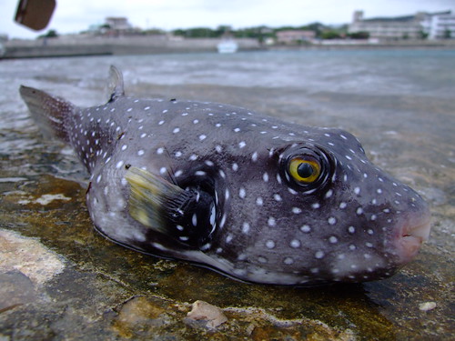 Fugu Fish Poison