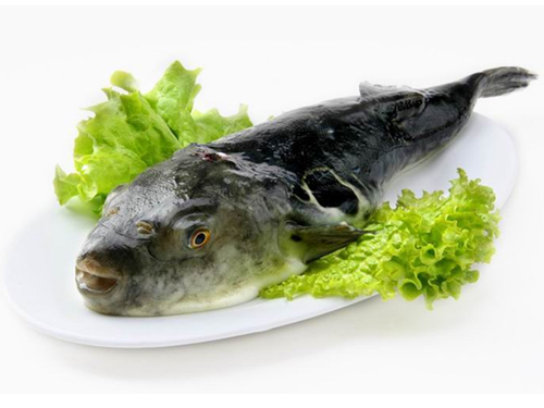 Fugu Fish Taste