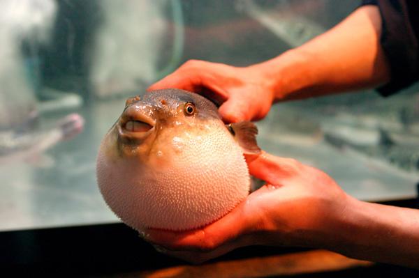 Fugu Puffer Fish Care