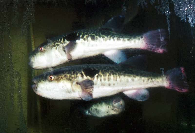 Fugu Puffer Fish
