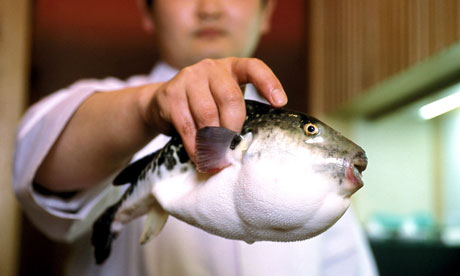 Fugu Puffer Fish Preparation