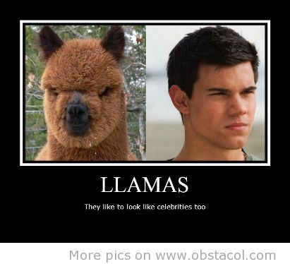 Funny Llama Memes