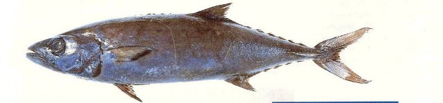 Gindara Fish