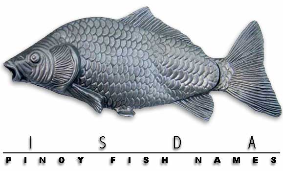 Gindara Fish