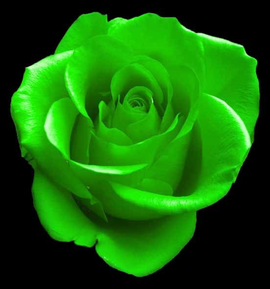 Green Rose Bouquet