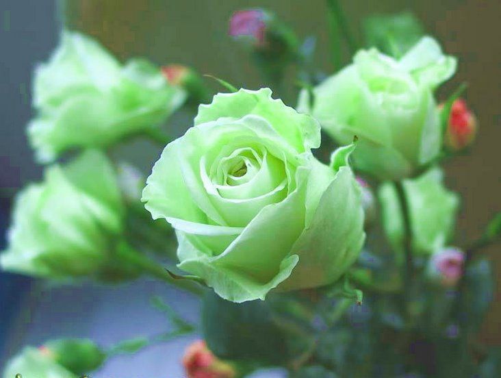 Green Rose Flower
