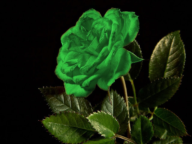 Green Rose Wallpaper Hd