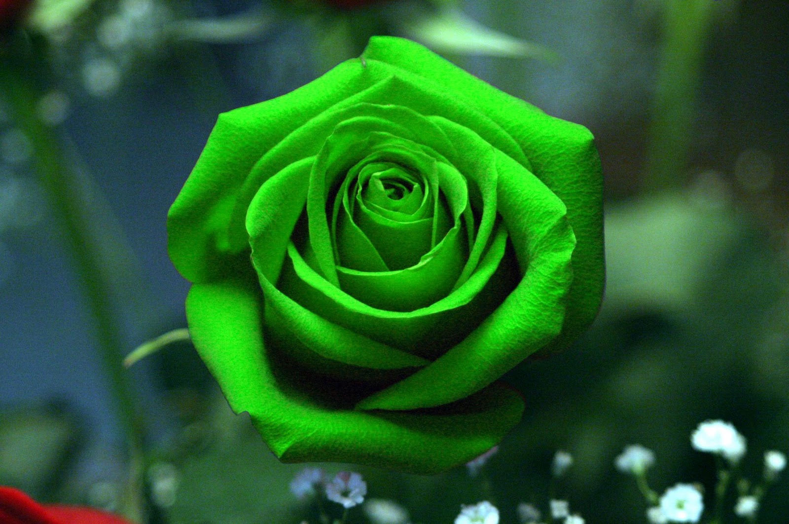 Green Roses Background