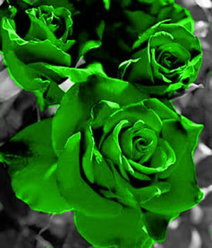 Green Roses Pictures