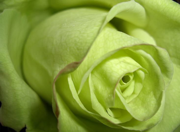 Green Roses Pictures