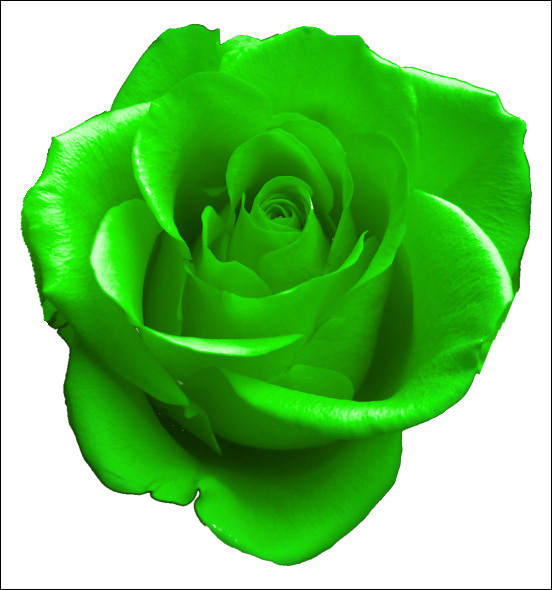 Green Roses Pictures