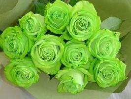 Green Roses Pictures