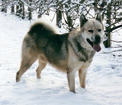 Greenland Dog