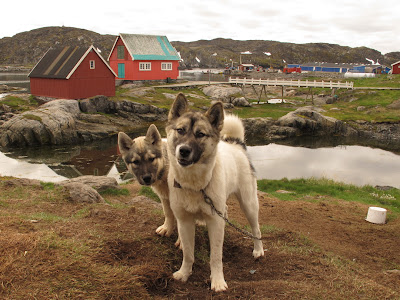 Greenland Dog Puppies For Sale