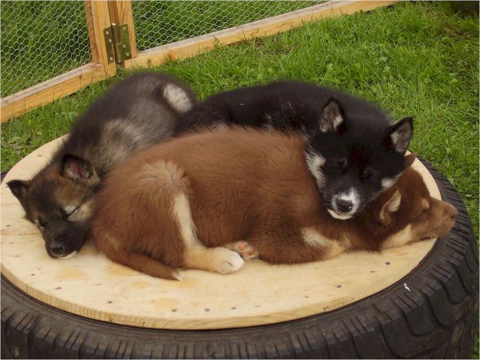 Greenland Dog Puppies