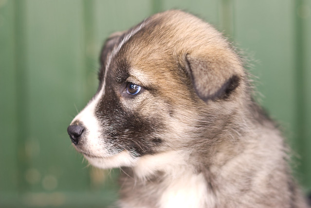 Greenland Husky Breeders