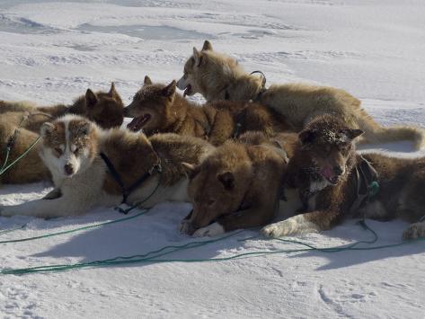 Greenland Husky Dog