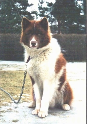 Greenland Husky Dog