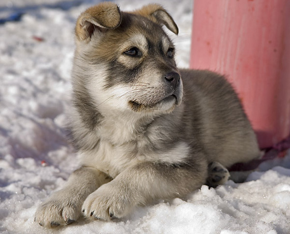 Greenland Husky Dog