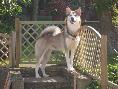 Greenland Husky Dog