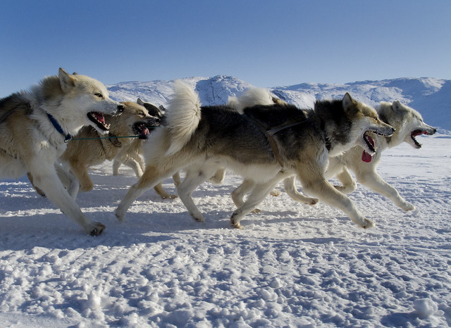 Greenland Husky