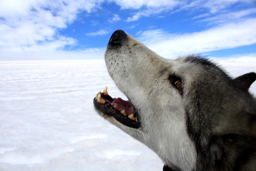 Greenland Husky