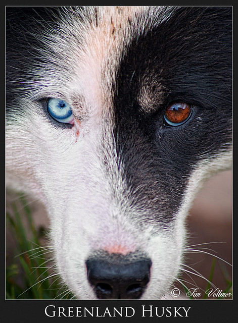 Greenland Husky