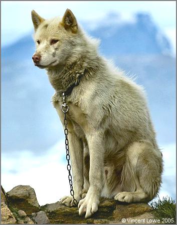 Greenland Husky