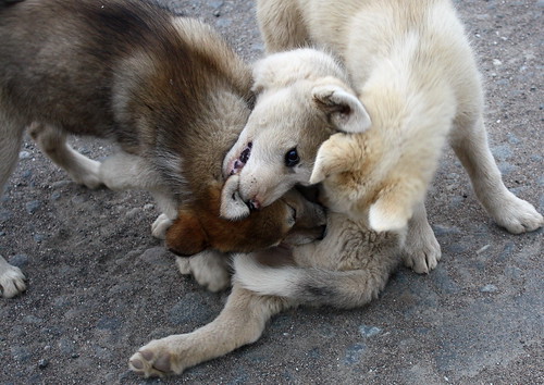 Greenland Husky