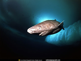 Greenland Shark Attack