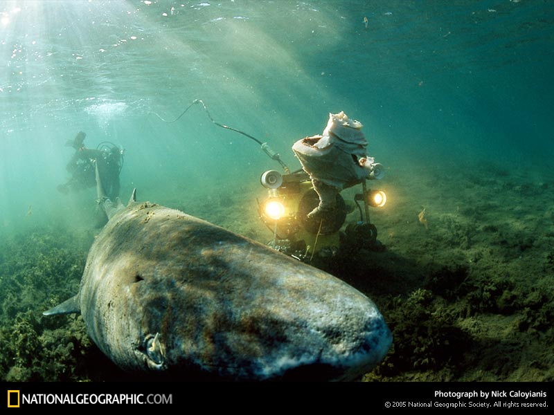 Greenland Shark Attack