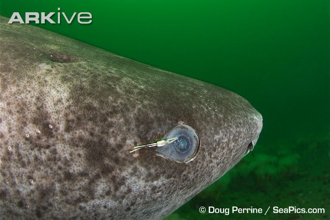 Greenland Shark Eye