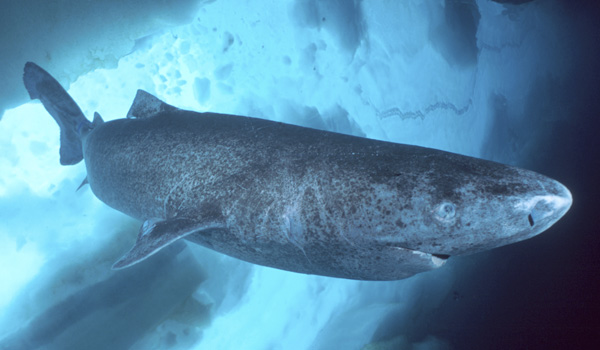 Greenland Shark Eye